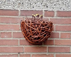 Vogel im Nest